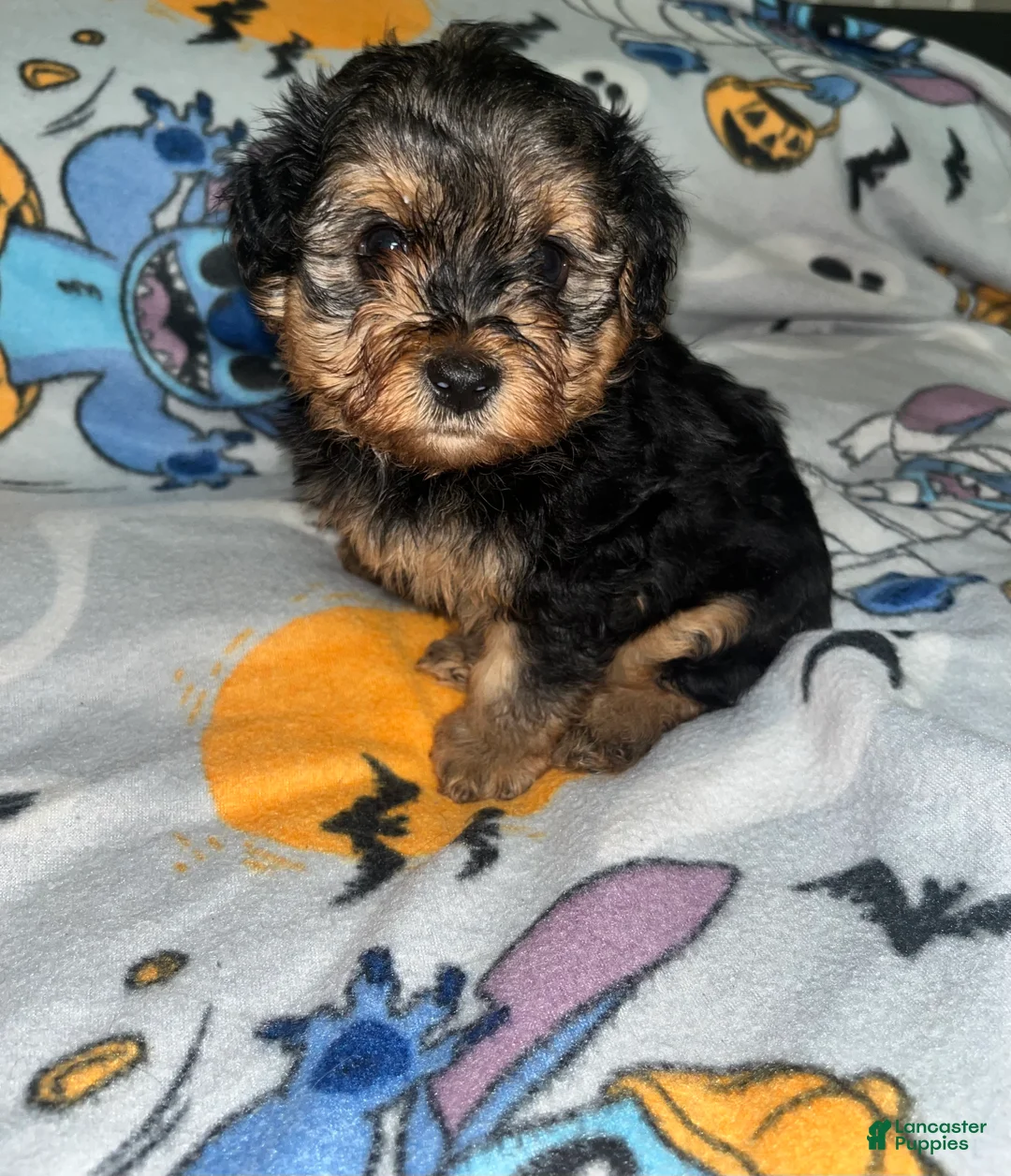 Yorkiepoo dogs for sale: Froggy - Ad 5