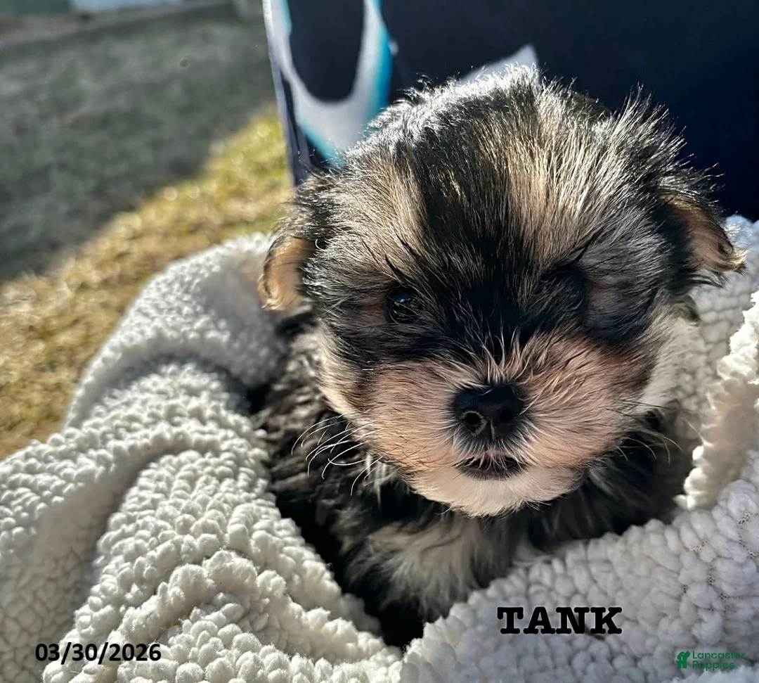 Morkie dogs for sale: Tank - Ad 4