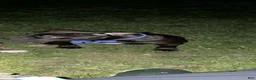 American Bully dogs for sale: American Bully Black Ghost Tri Male - Ad 3