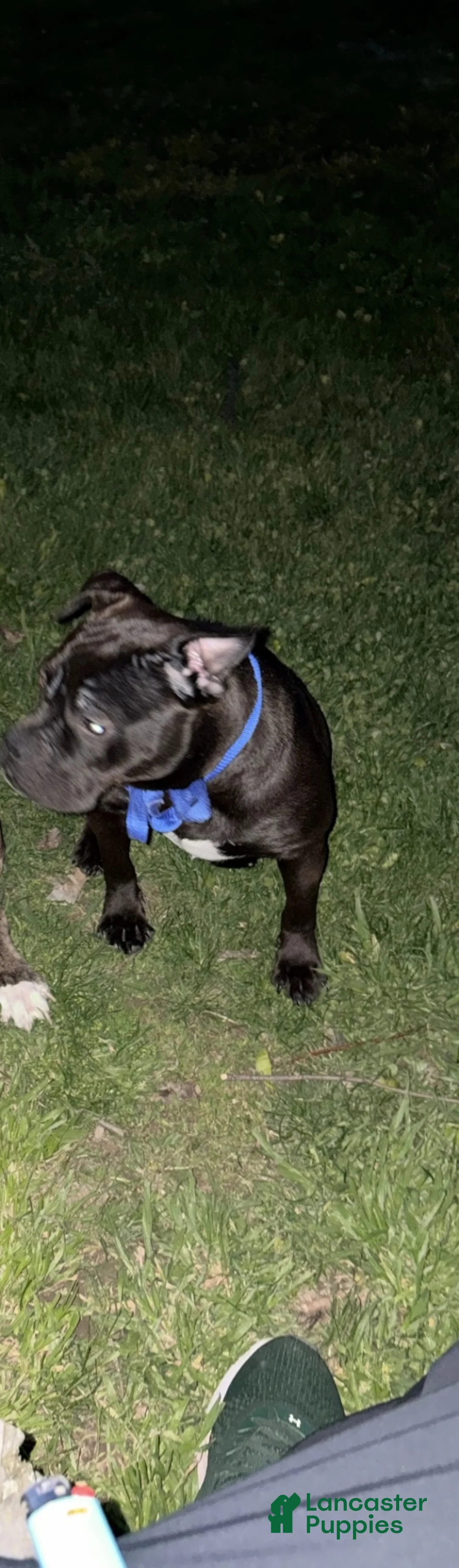 American Bully dogs for sale: American Bully Black Tri Male - Ad 2