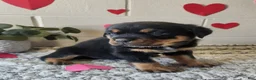Rottweiler dogs for sale: Blake - Ad 4