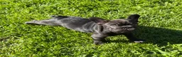 French Bulldog dogs for sale: French Bulldog Male Pup - Ad 19