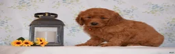 Mini Goldendoodle dogs for sale: Alan  - Ad 2