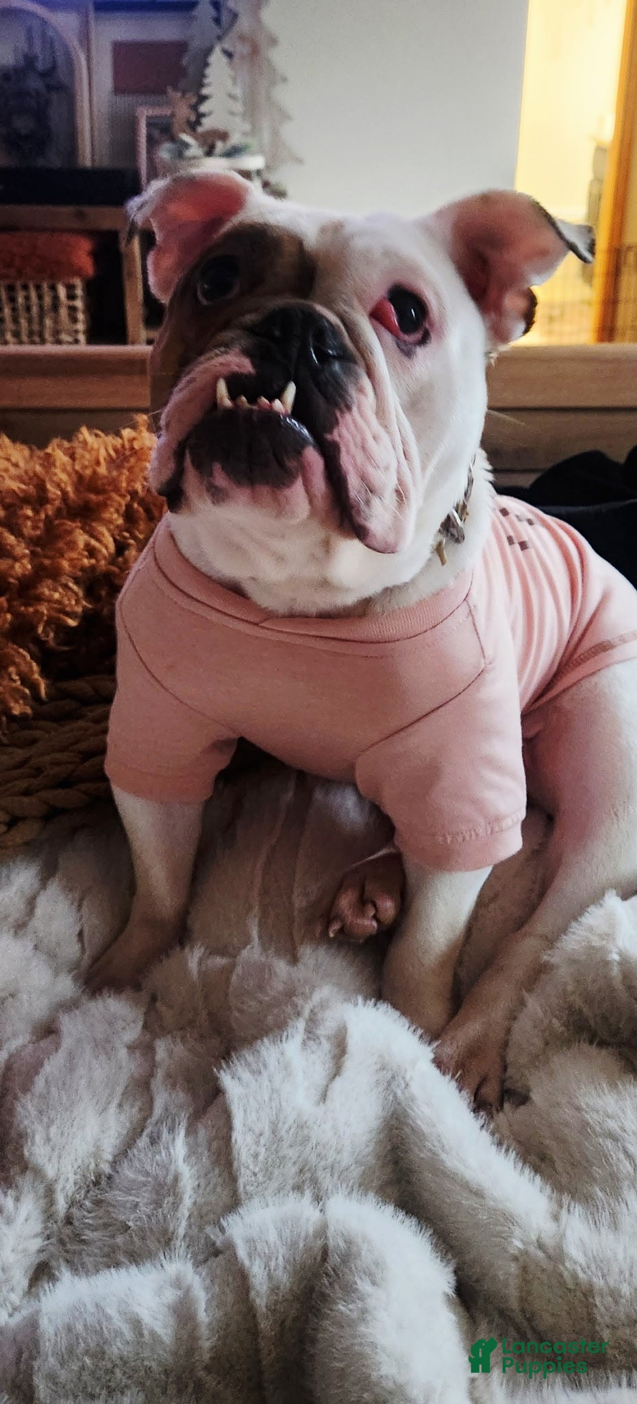 English Bulldog dogs English Bulldog Puppy 1 - Ad 1