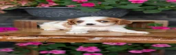 Cavalier King Charles Spaniel dogs for sale: Lady - Ad 10