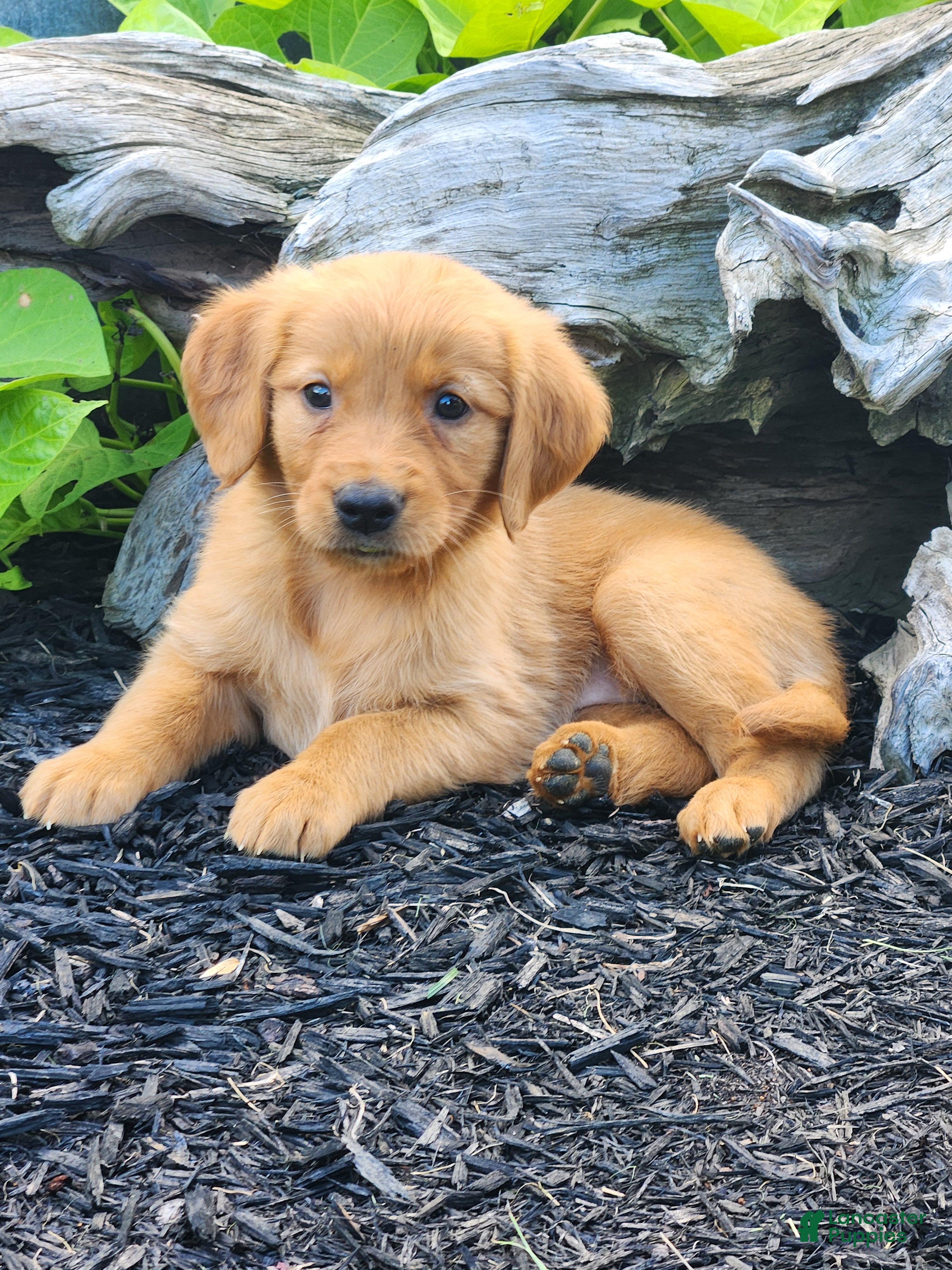 Golden Retriever dogs for sale: Charming - Ad 4