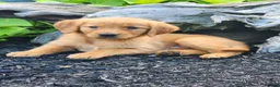 Golden Retriever dogs for sale: Charming - Ad 1