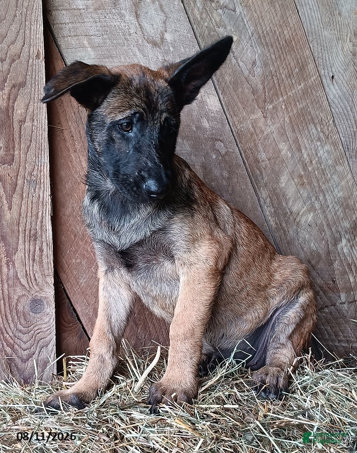 Belgian Malinois dogs Kristina - Ad 2