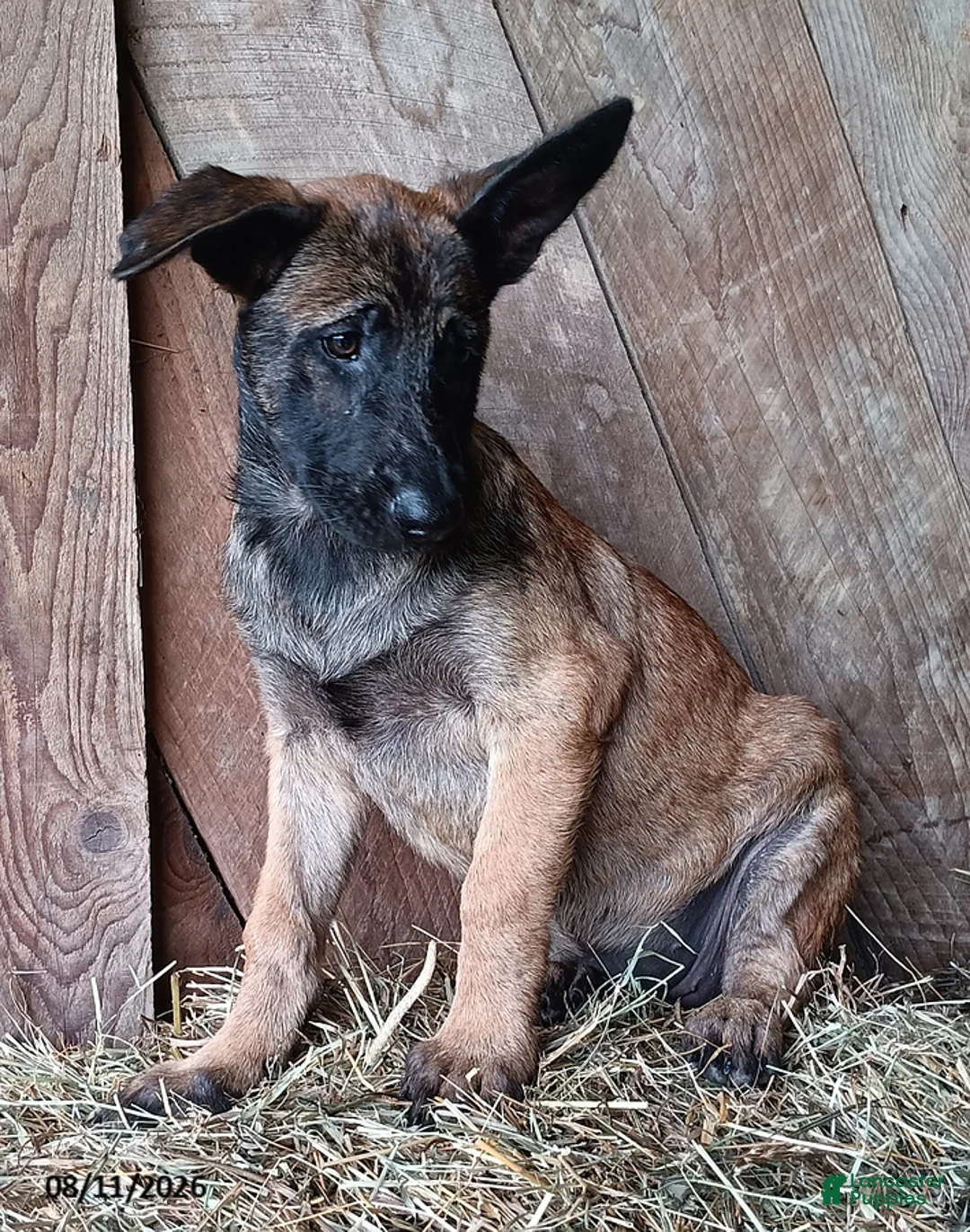 Belgian Malinois dogs for sale: Kristina - Ad 2