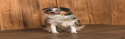 Miniature Australian Shepherd dogs for sale: Dante - Ad 6