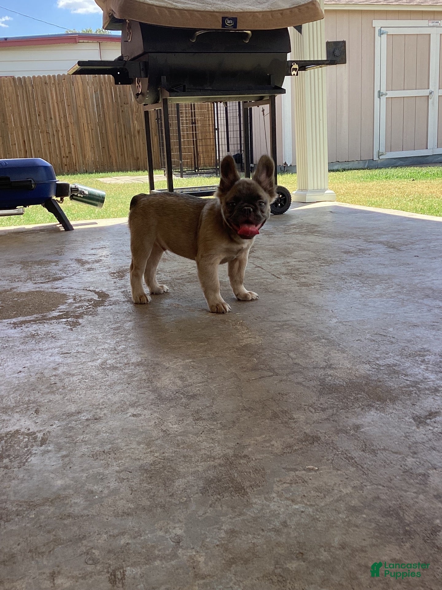 French Bulldog dogs French Bulldog 1 - Ad 1