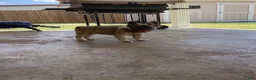 French Bulldog dogs for sale: French Bulldog 1 - Ad 1