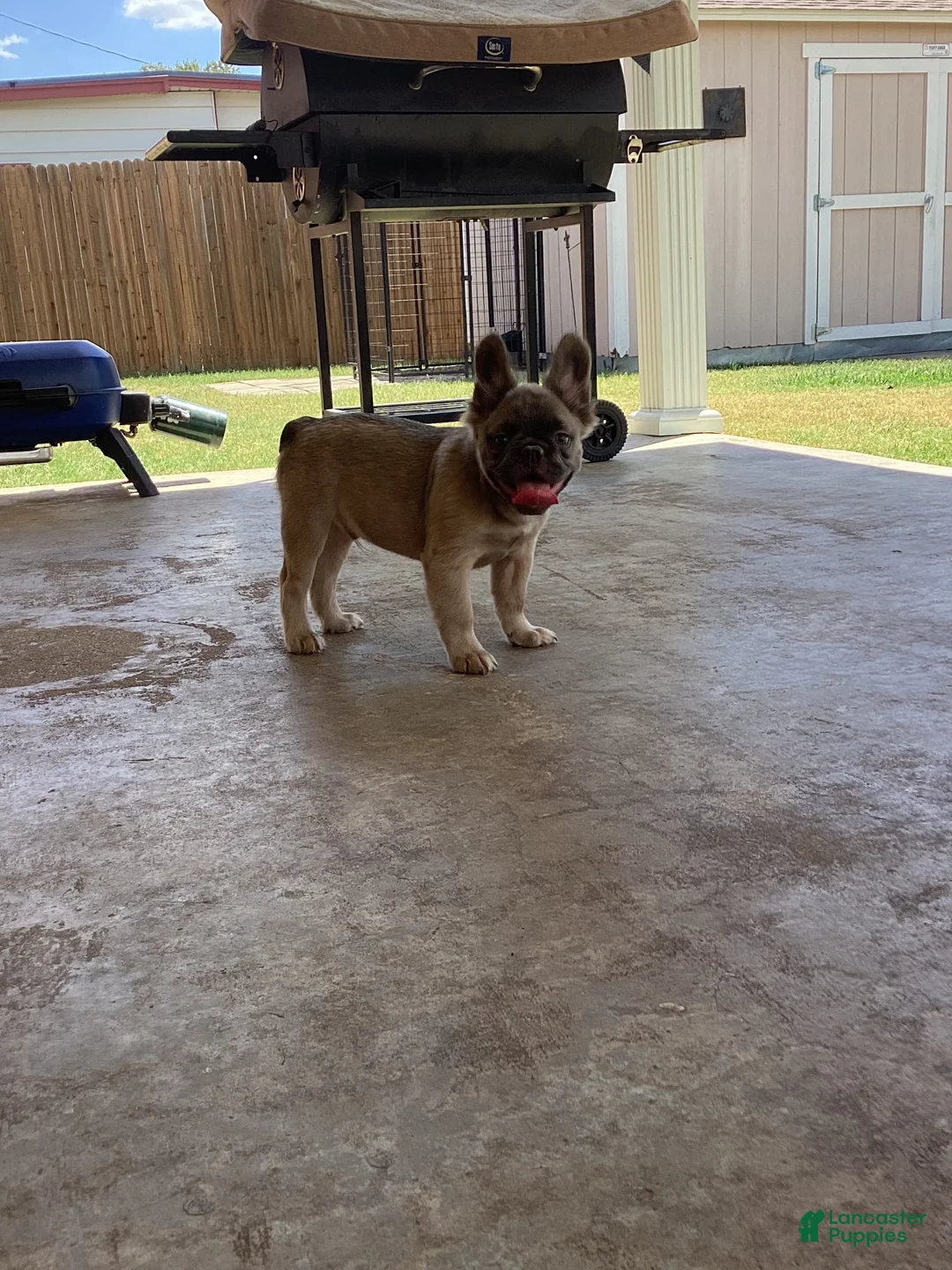 French Bulldog dogs for sale: French Bulldog 1 - Ad 1