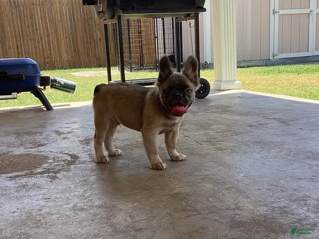 French Bulldog dogs French Bulldog 1 - Ad 1