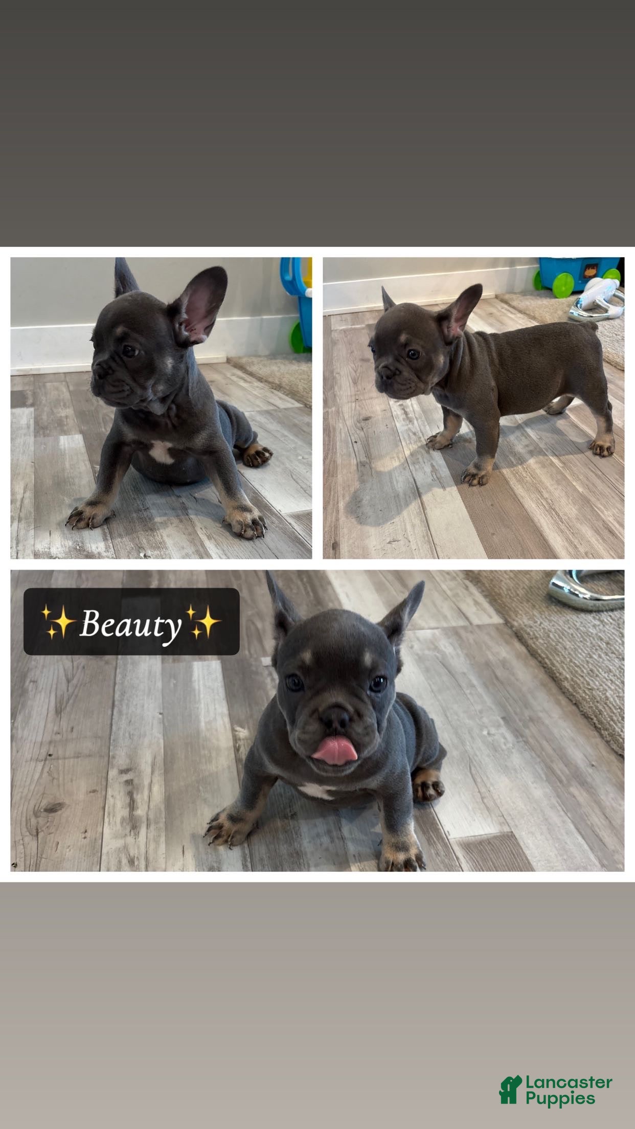 French Bulldog dogs Beauty - Ad 24