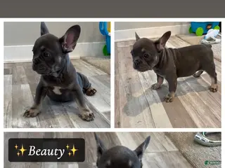French Bulldog dogs Beauty - Ad 24