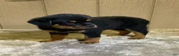 Rottweiler dogs for sale: Rottweiler 4 - Ad 7