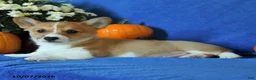 Welsh Corgi Pembroke dogs for sale: King - Ad 2