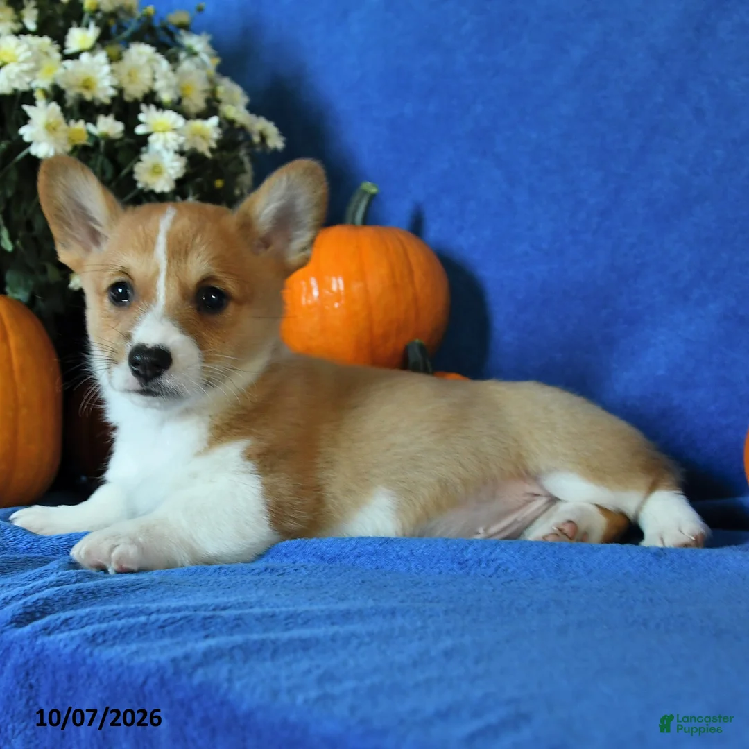 Welsh Corgi Pembroke dogs for sale: King - Ad 2