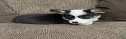 Welsh Corgi Pembroke dogs for sale: Clint - Ad 2