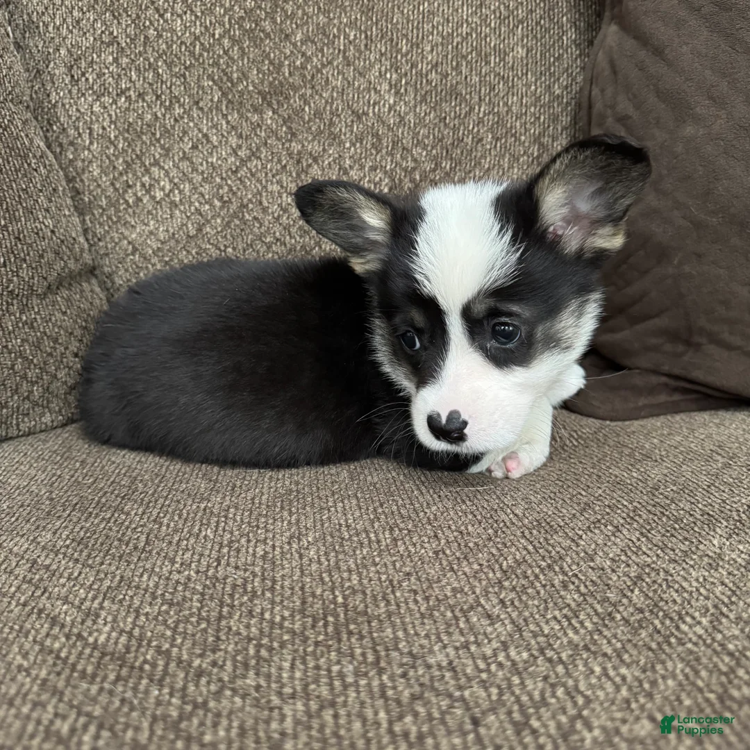 Welsh Corgi Pembroke dogs for sale: Clint - Ad 2