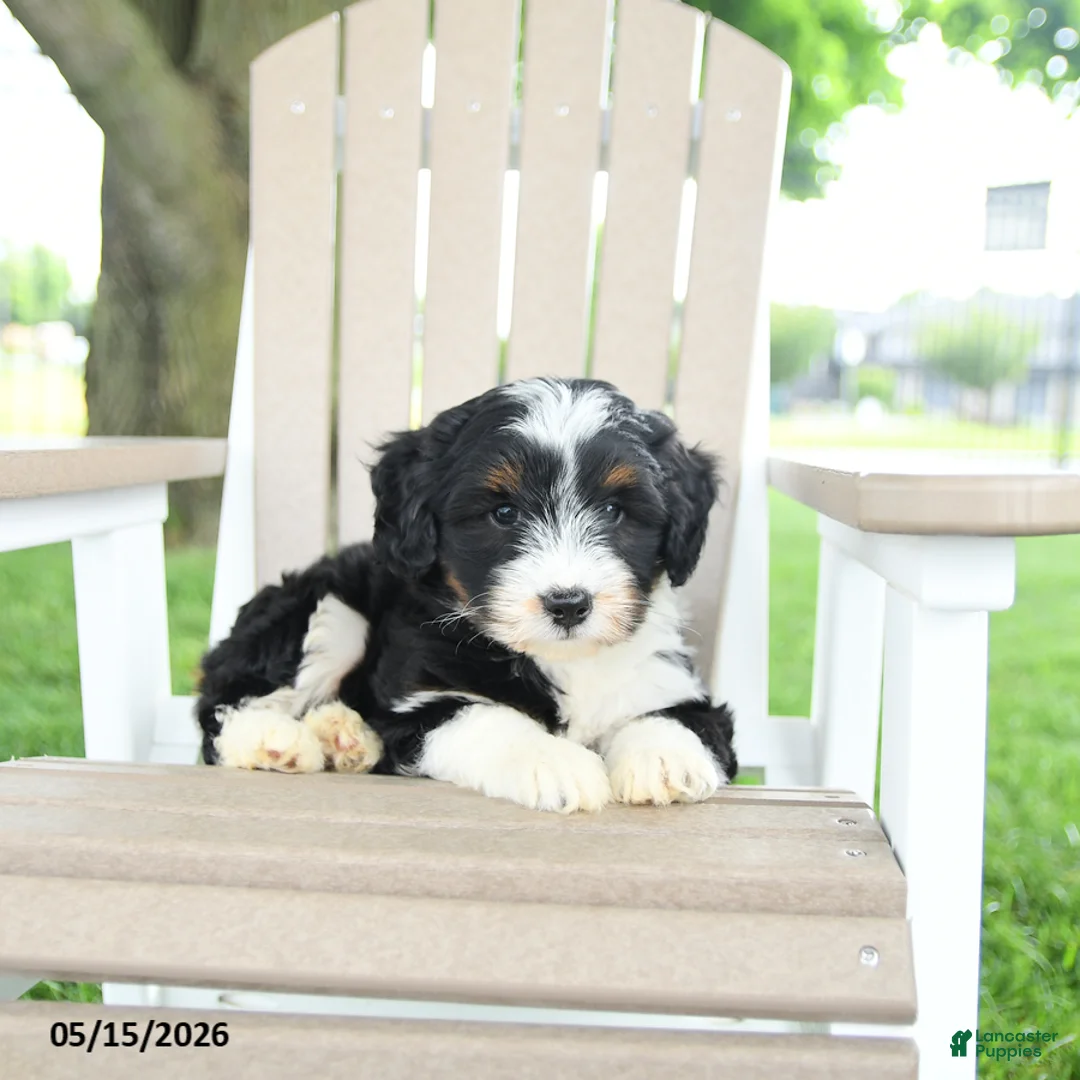 Mixed Breed dogs for sale: Rex - Ad 2