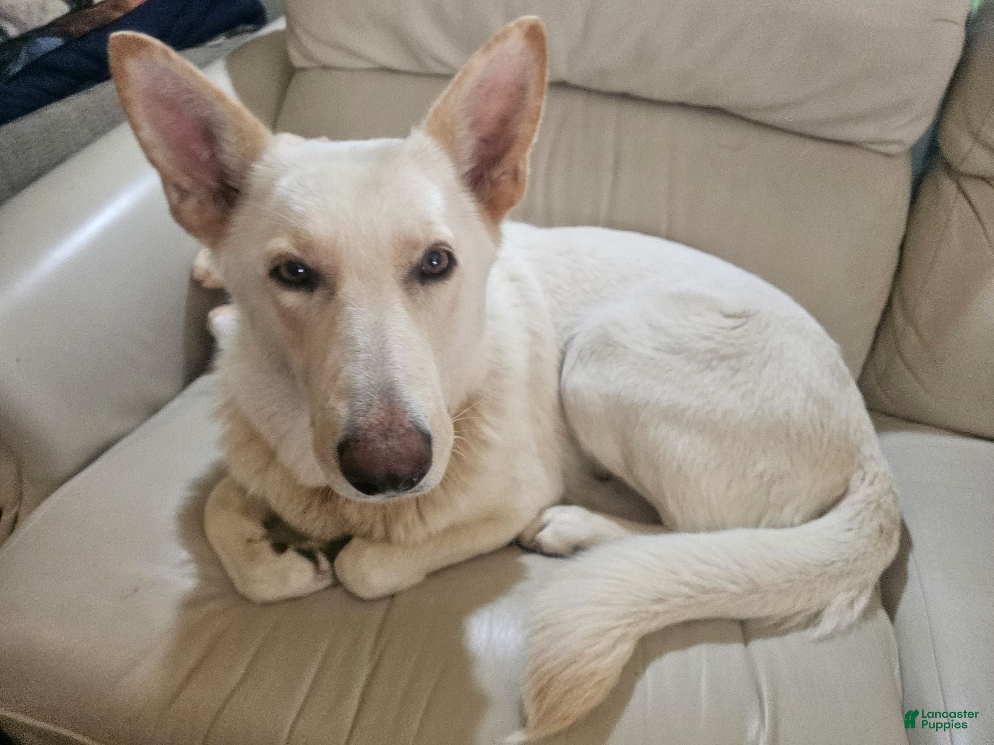 German Shepherd dogs German Shepherd Puppy 1 - Ad 1