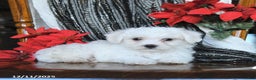 Bichon Frise dogs for sale: Daisy - Ad 3