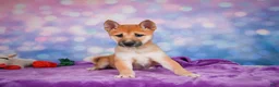 Shiba Inu dogs for sale: Luna - Ad 5