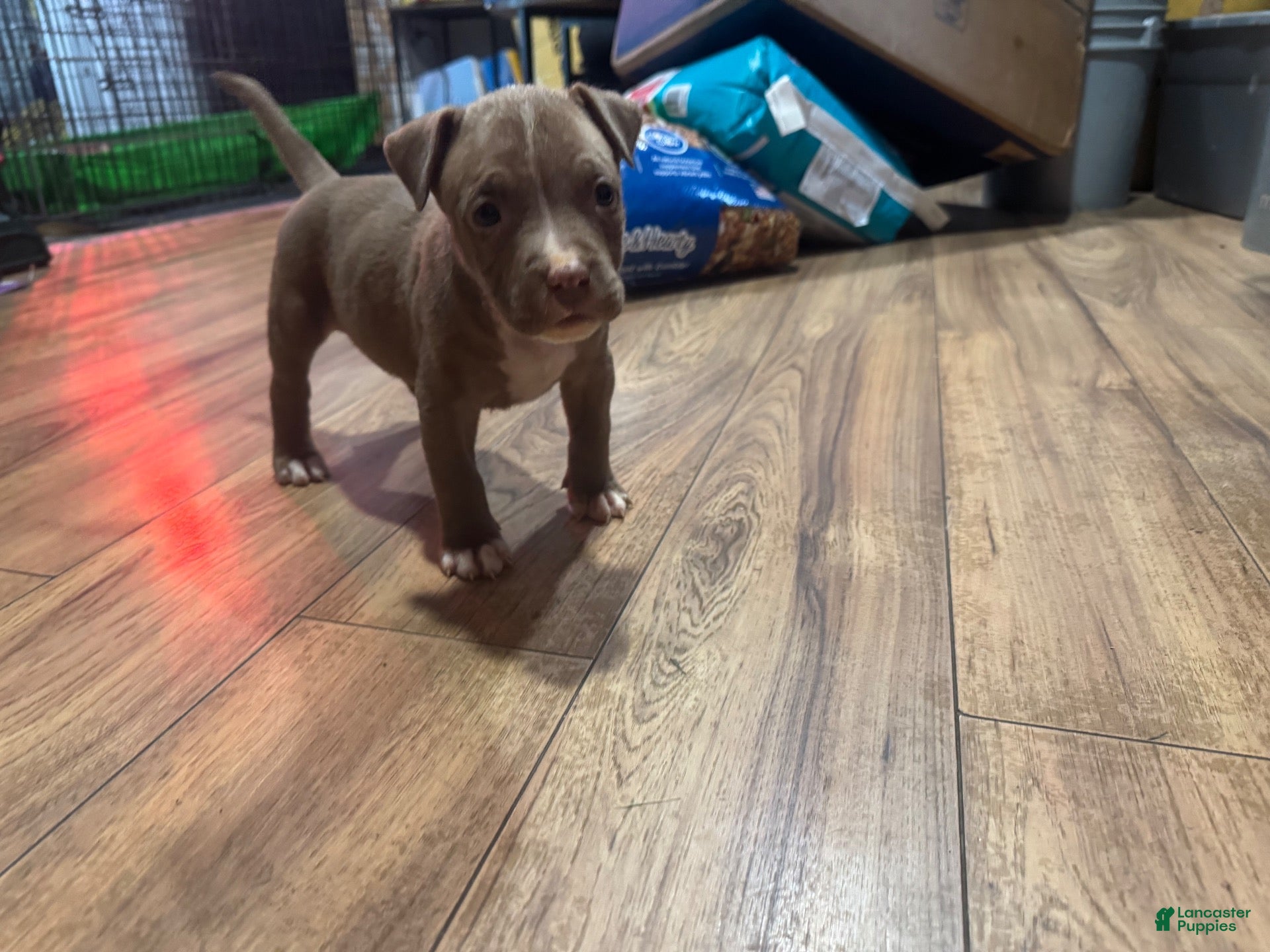American Bully dogs American Bully 9 - Ad 1
