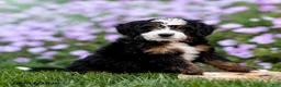 Mini Bernedoodle dogs for sale: Gloria - Ad 2