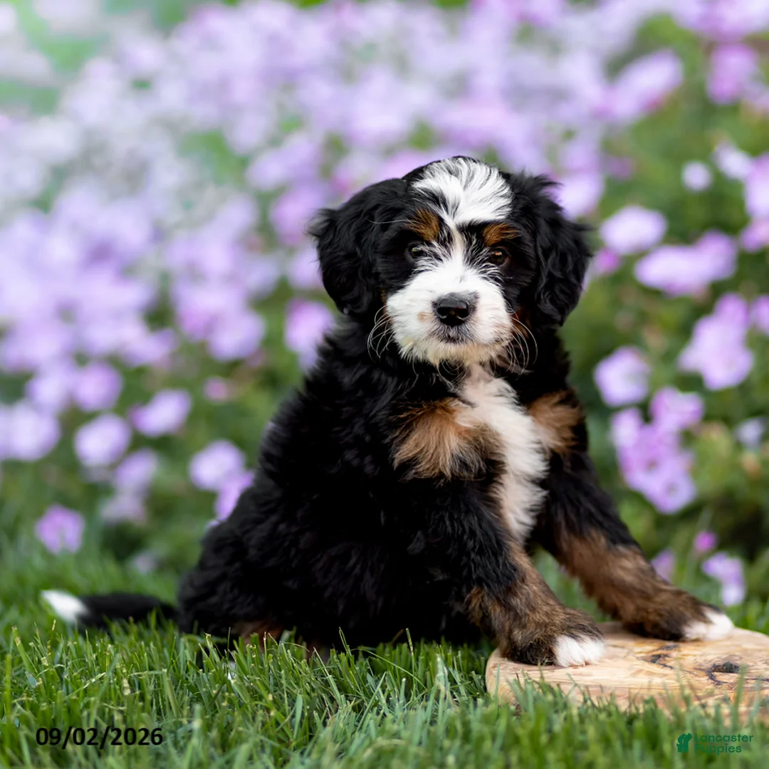 Mini Bernedoodle dogs for sale: Gloria - Ad 2