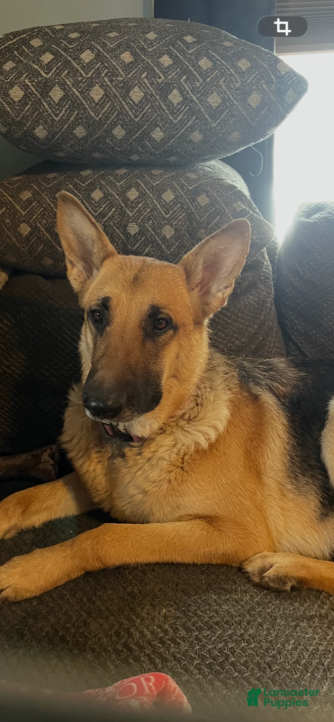 German Shepherd dogs for sale: German Shepherd Puppy 5 - Ad 2