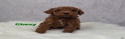 Miniature Poodle dogs for sale: Chevy - Ad 2