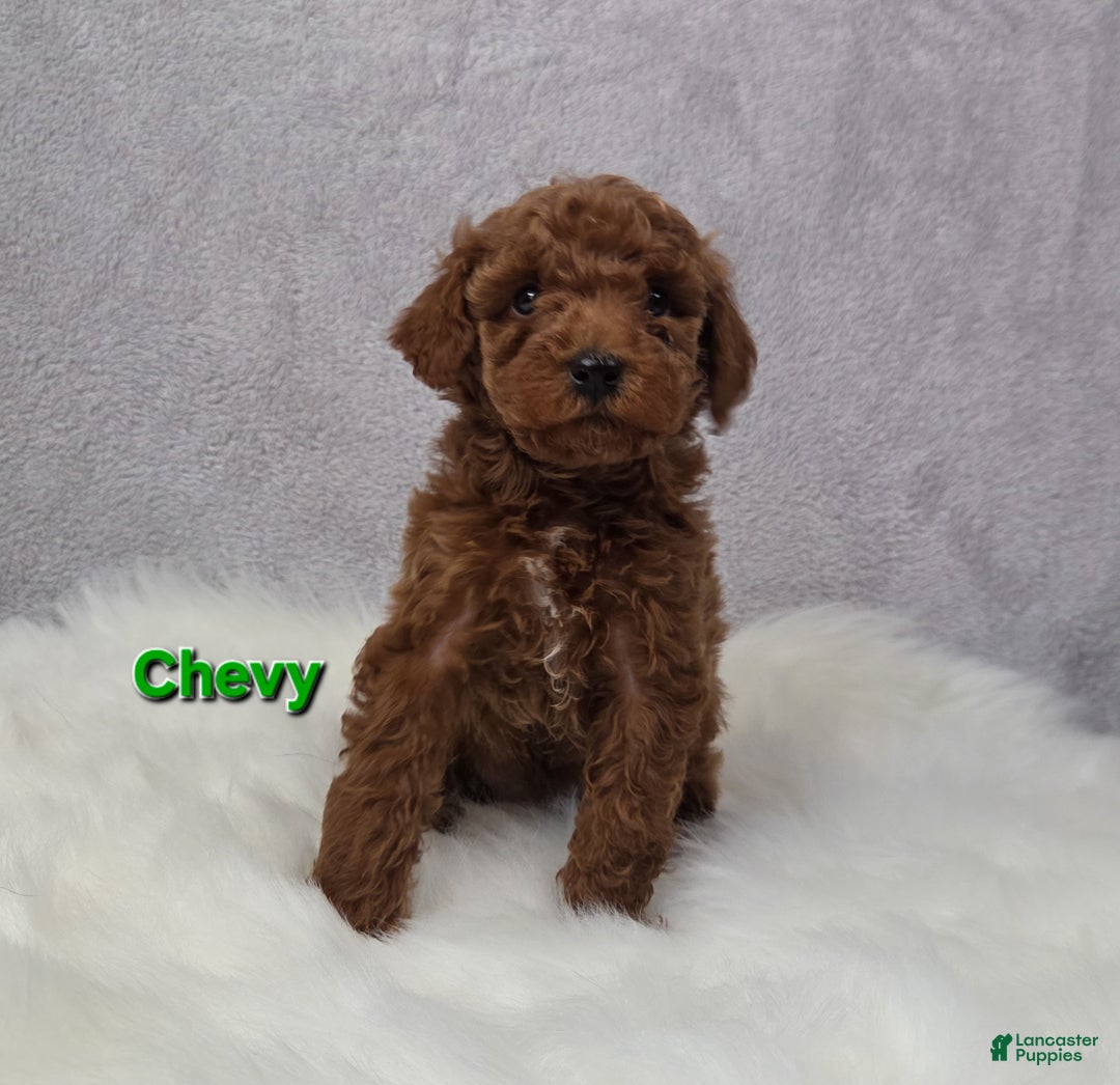 Miniature Poodle dogs for sale: Chevy - Ad 2