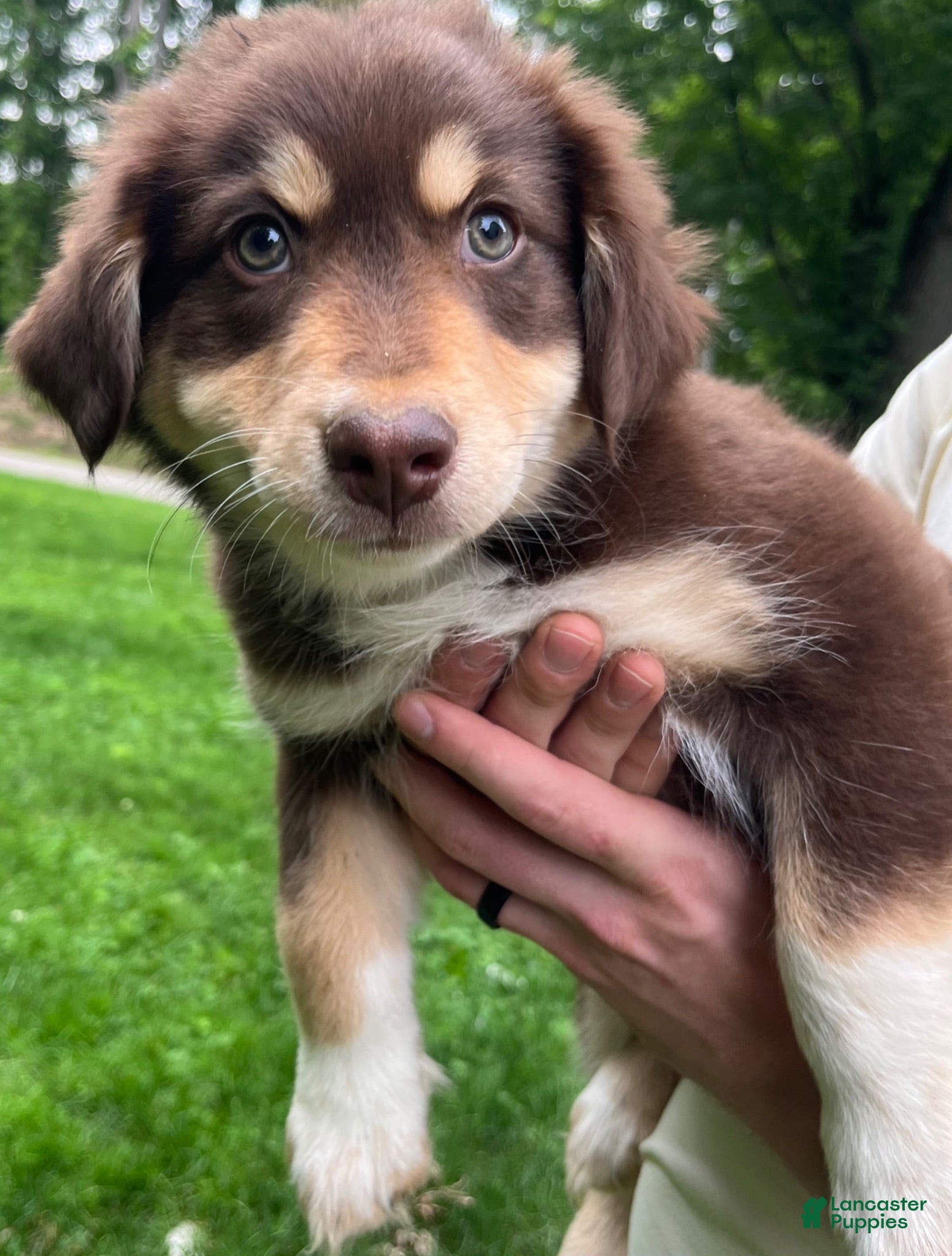 Australian Shepherd dogs Australian Shepherd - Ad 1