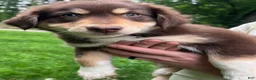 Australian Shepherd dogs for sale: Australian Shepherd - Ad 1