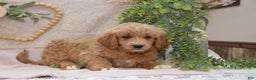 Goldendoodle dogs for sale: Reese - Ad 5