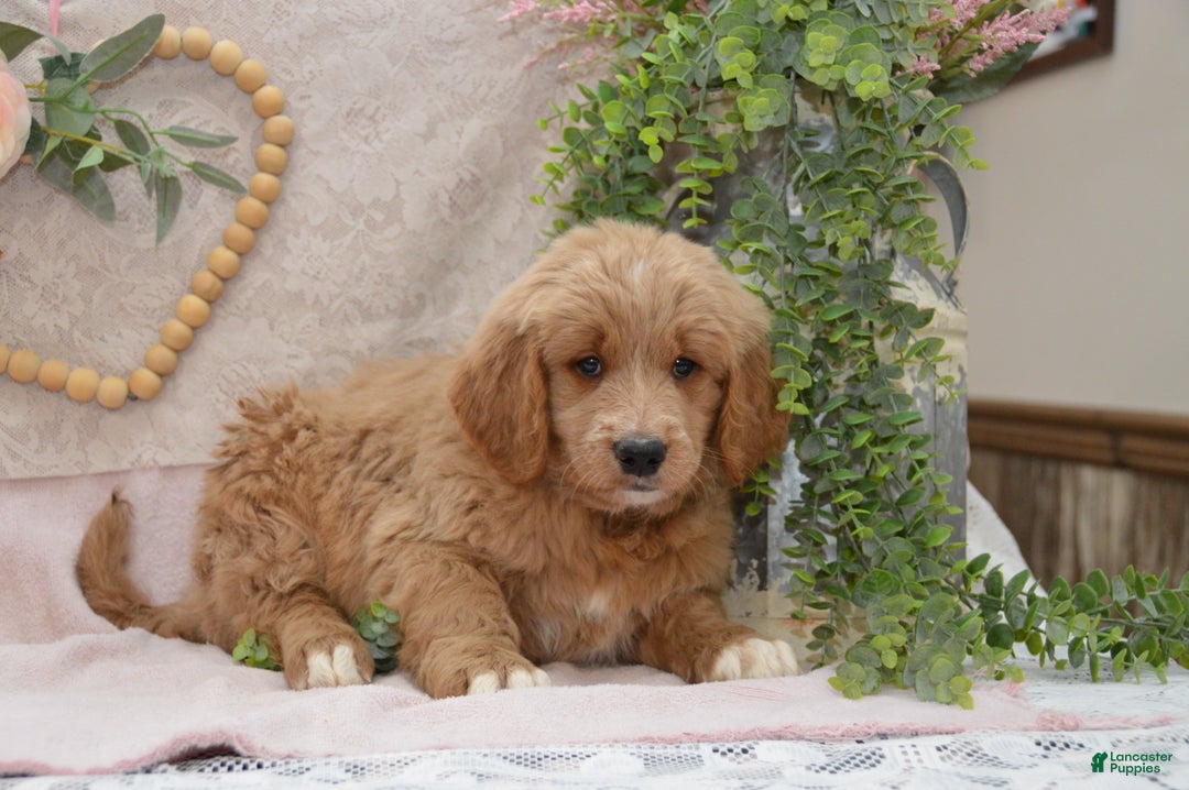 Goldendoodle dogs for sale: Reese - Ad 5