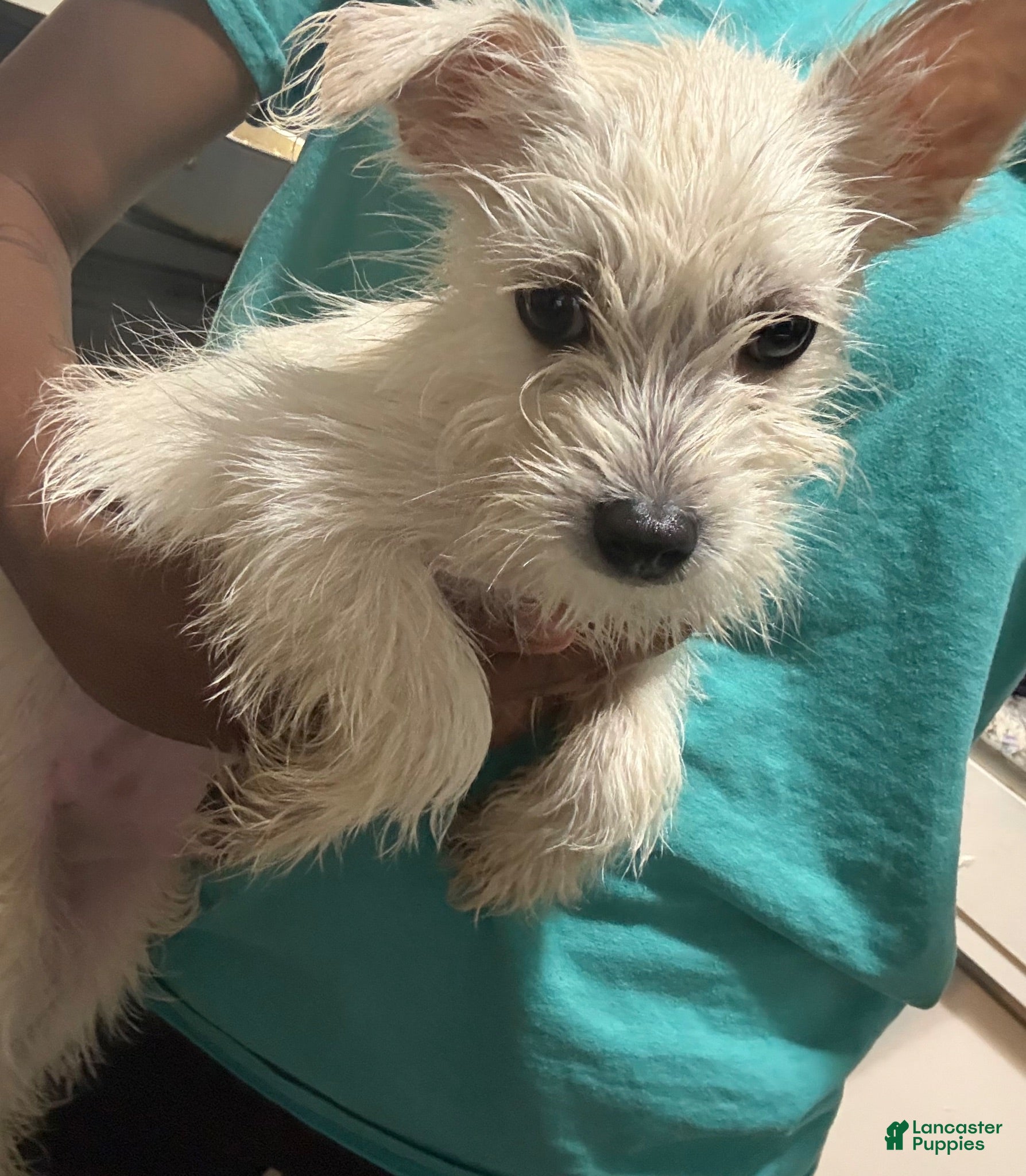 Mixed Breed dogs Mixed Breed 1 - Ad 36