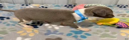 Italian Greyhound dogs for sale: Dovie - Ad 4