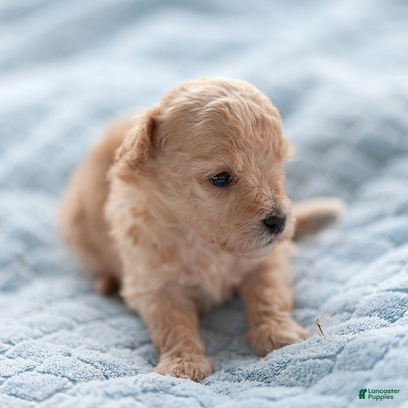 Maltipoo dogs Teddy Maltipoo  - Ad 2