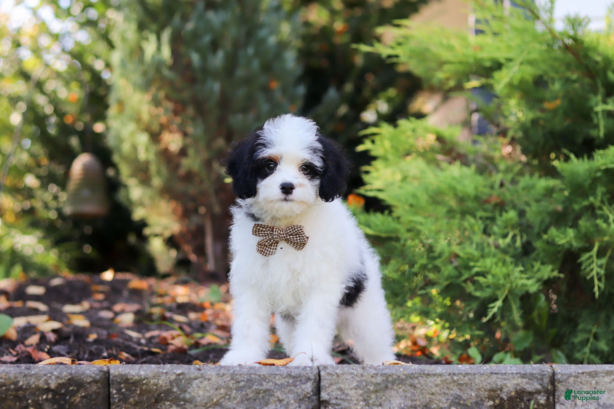 Cavapoo dogs Brady - Ad 2
