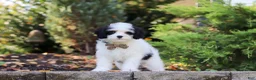 Cavapoo dogs for sale: Brady - Ad 2
