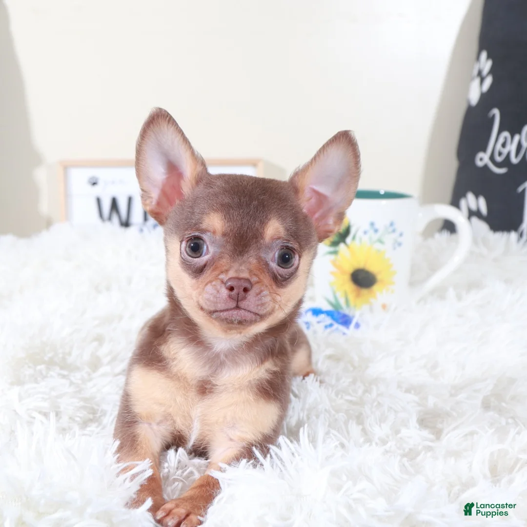 Chihuahua dogs for sale: Chihuahua Puppy Bodhi - Ad 4