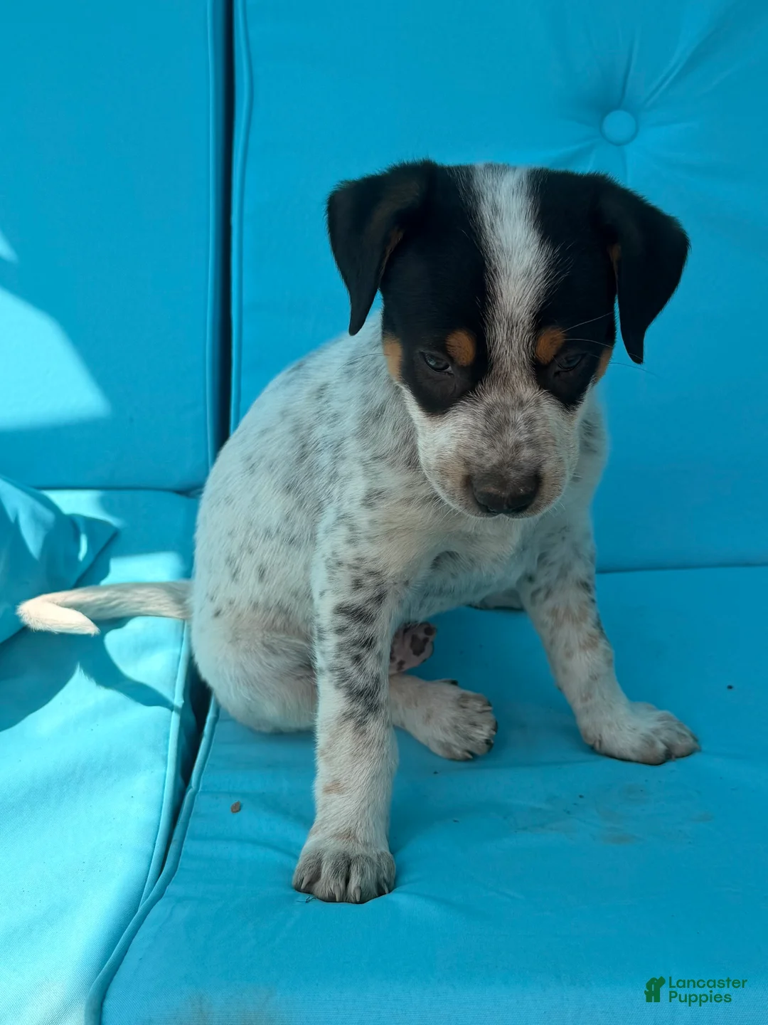 Mixed Breed dogs for sale: Ace - Ad 2