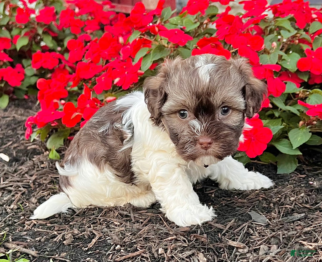 Havanese dogs for sale: Calvin - Ad 2