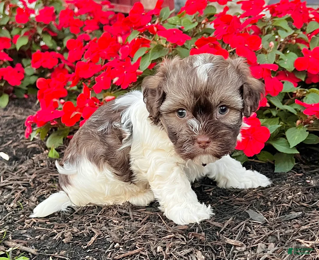 Havanese dogs for sale: Calvin - Ad 2