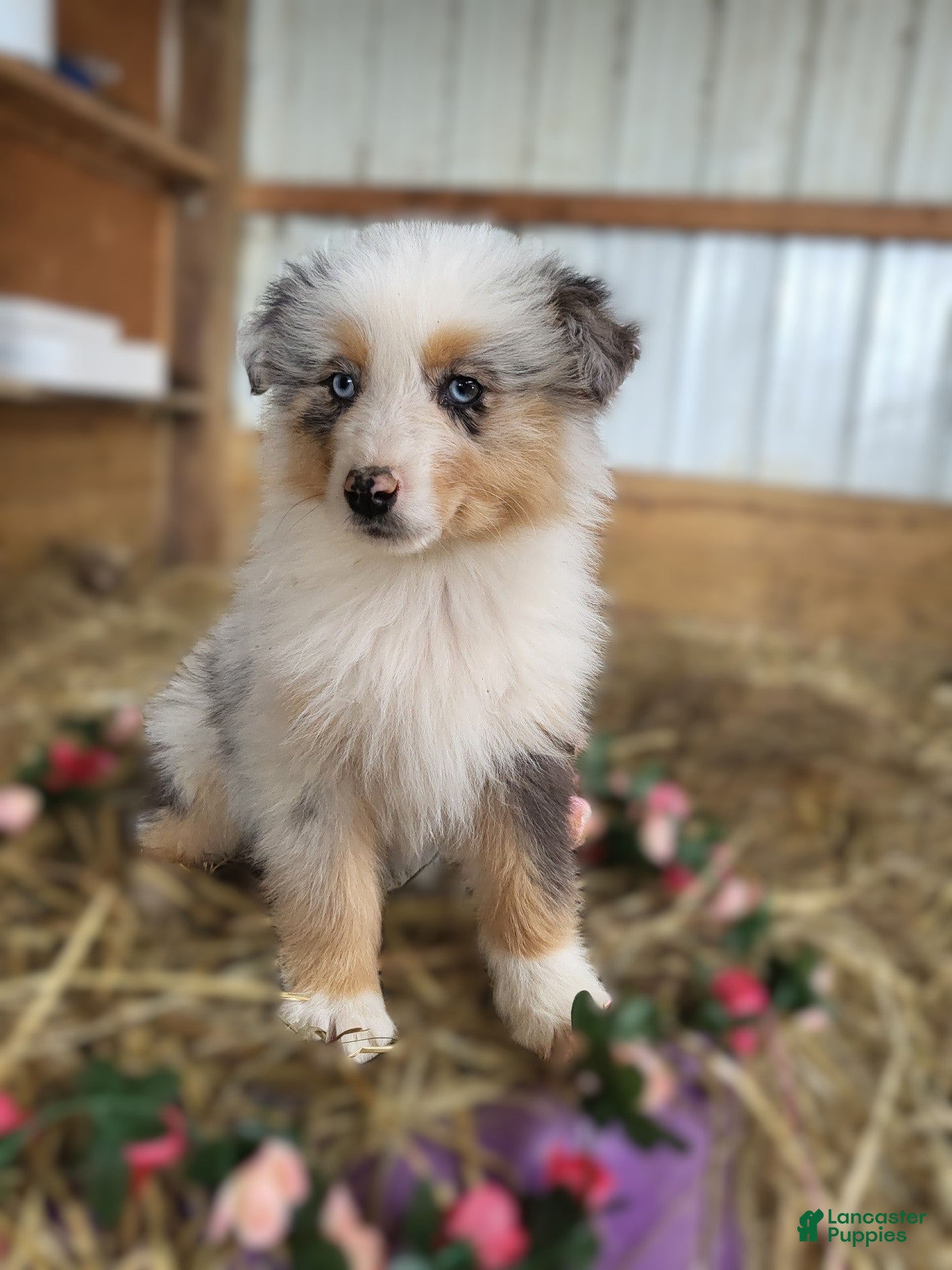 Australian Shepherd dogs Australian Shepherd Puppy 2 Cara - Ad 5