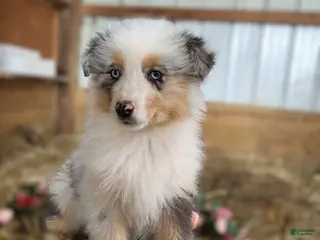 Australian Shepherd dogs Australian Shepherd Puppy 2 Cara - Ad 30